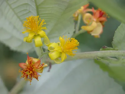 Phalsa