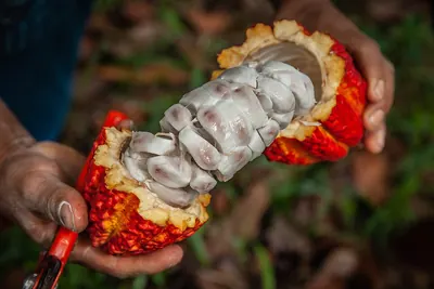 Cacao