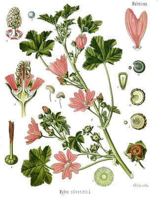 Common mallow