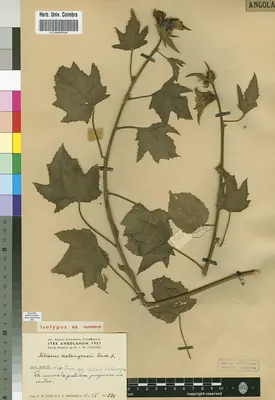 Brown Indianhemp