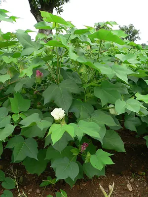 Cotton