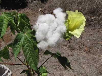 Creole cotton