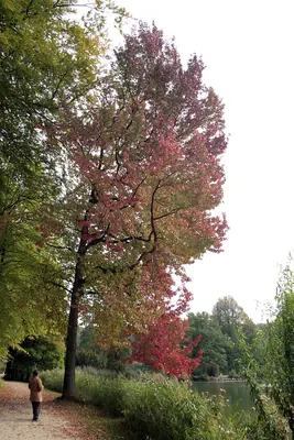 American Sweetgum