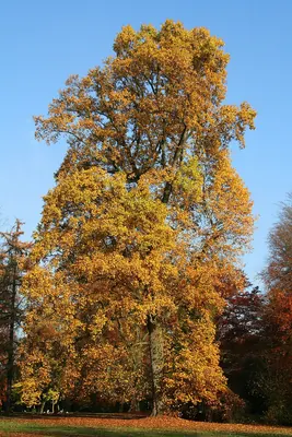 Yellow poplar