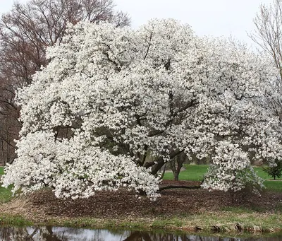 Northern Japanese Magnolia