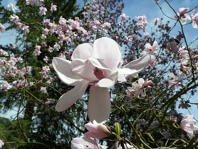 Dawson's magnolia