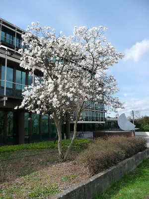 Star magnolia