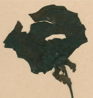 Monodora angolensis