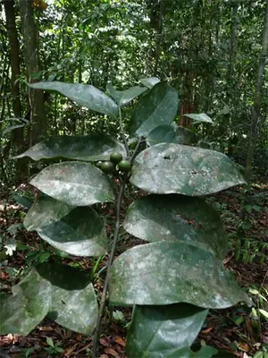 Greenwayodendron oliveri
