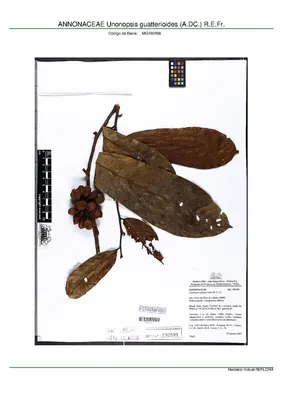 Unonopsis guatterioides