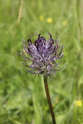 Phyteuma vagneri