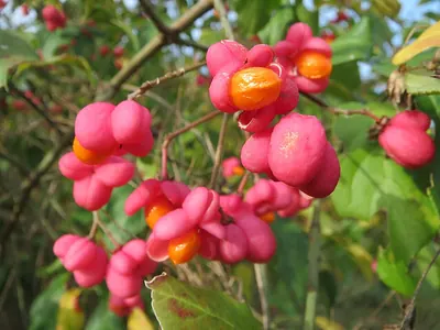 Spindle tree