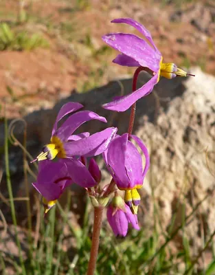 Few-flowered shooting star