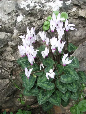 Florist's cyclamen
