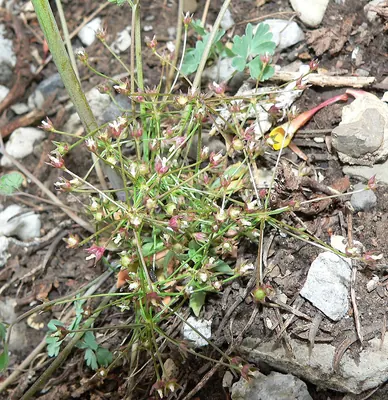 Pygmyflower rockjasmine