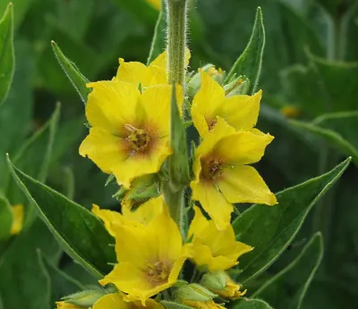 Large yellow loosestrife