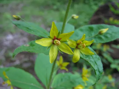 Whorled yellow loosestrife