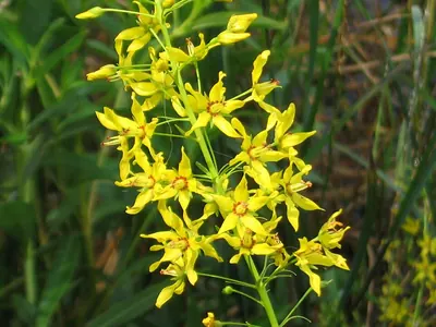 Earth loosestrife