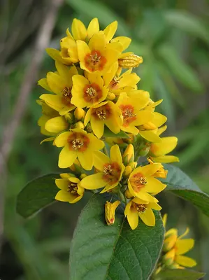 Garden yellow loosestrife