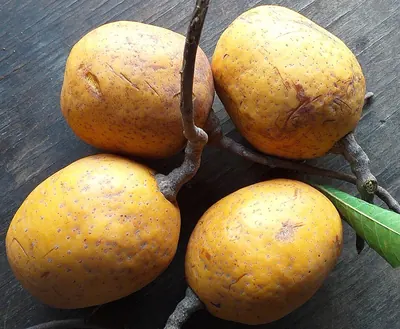 Senegal saba