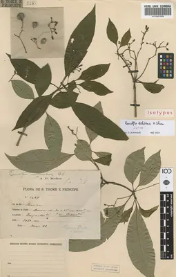 Poison devil's-pepper