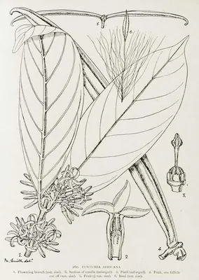 Lagos silkrubbertree