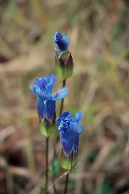 Greater fringed gentian