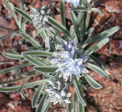 Whitestem frasera