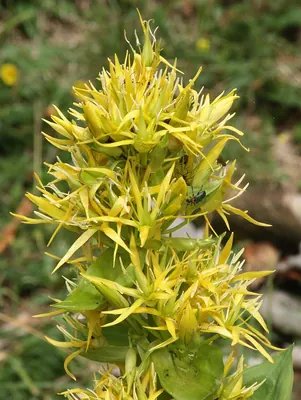 Great Yellow Gentian