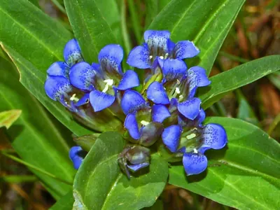 Cross gentian