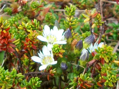 Swamp gentian