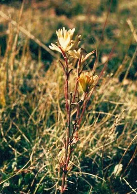 Kaibab Plateau Indian paintbrush