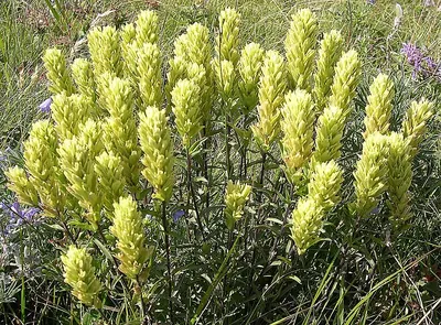 Western Indian paintbrush