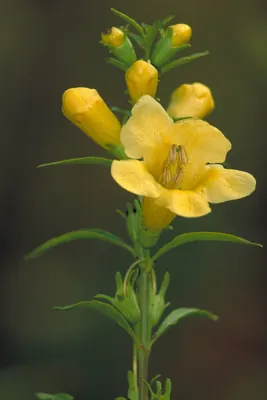 Smooth yellow false foxglove