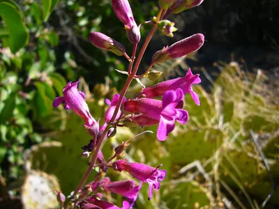 Cleveland's beardtongue