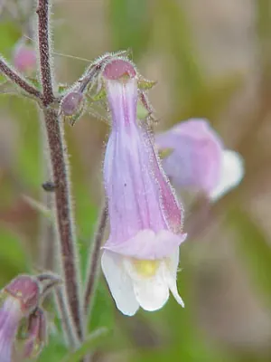 Lilac penstemon