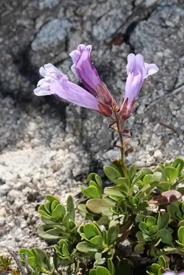 Davidson's penstemon