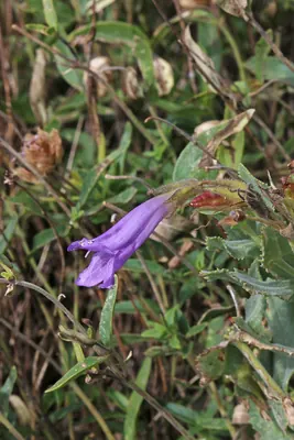 Cordroot beardtongue