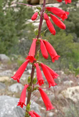 Firecracker penstemon