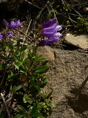 Shrubby penstemon