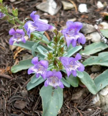 Smoothleaf beardtongue