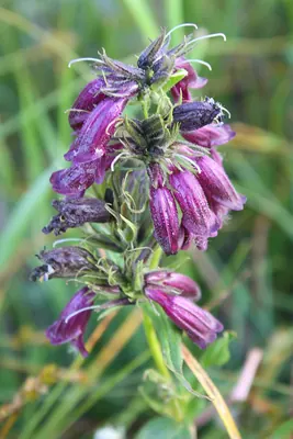 Whipple's penstemon