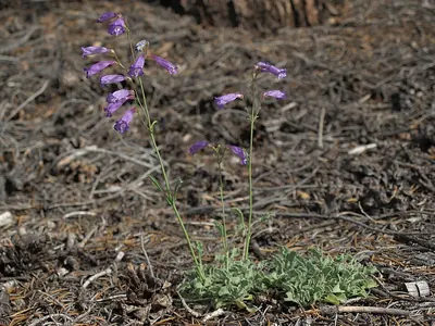Pinyon beardtongue
