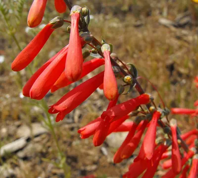 Scarlet bugler