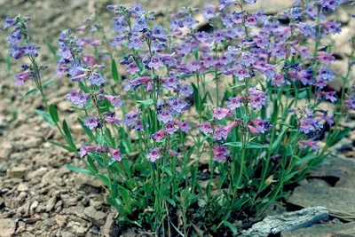 Front Range beardtongue