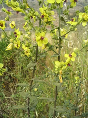 Wavyleaf mullein