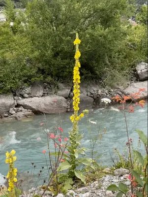 Great Mullein