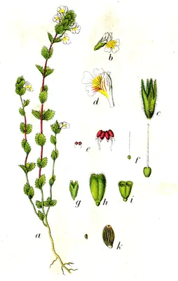 Common eyebright