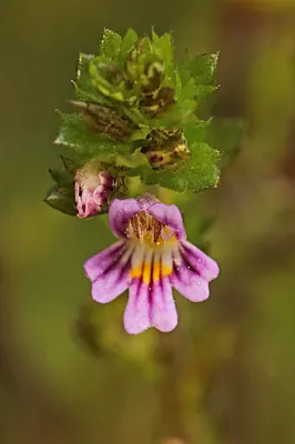 Northern eyebright