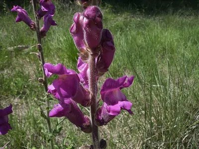 Garden snapdragon